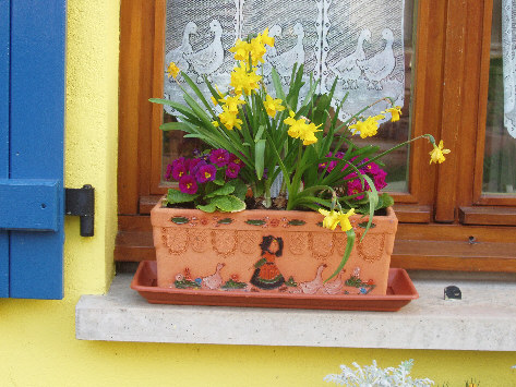 Bac alsacien aux jonquilles